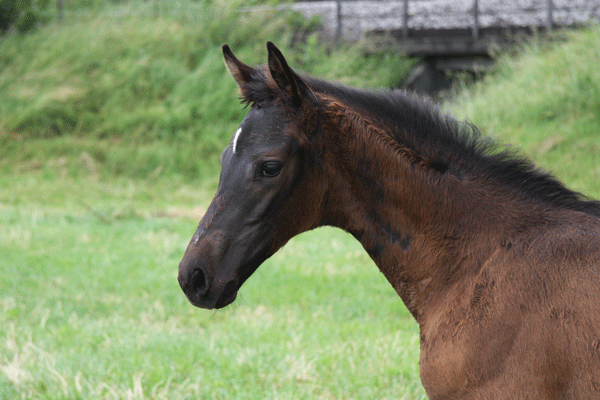 Namibia aus der Caprice