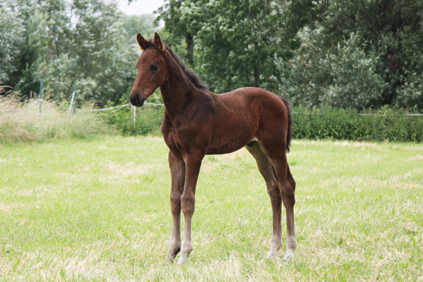 Namiro aus der Gianna